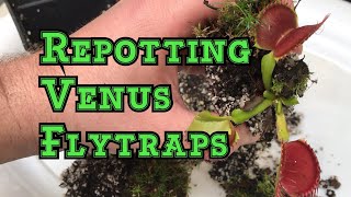 Venus Flytrap Care How to repot a Venus flytrap [upl. by Ycats]