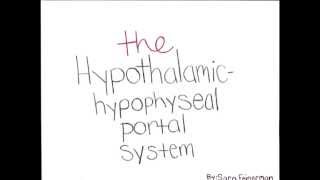 Hypothalamic Hypophyseal Portal System [upl. by Reagan466]