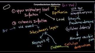 Corynebacterium diptheriae introduction and infection [upl. by Hanway335]