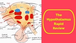 The Hypothalamus Rapid Review [upl. by Tiphany]