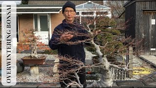 Overwintering Bonsai [upl. by Nedroj796]