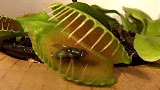 Venus Fly Trap vs Flies See who wins [upl. by Lativa496]