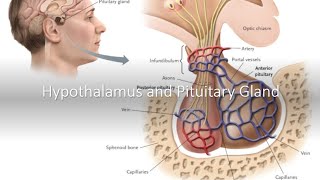 Hypothalamus and Pituitary Gland [upl. by Creamer]