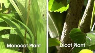 Monocot and Dicot Plants  MeitY OLabs [upl. by Gnil6]