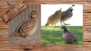 What Type Of Quail Should You Raise [upl. by Gleda517]