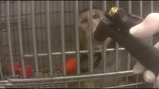 LCA Exposes Cruel Neglect of Macaque Monkeys at ITR Laboratories [upl. by Rock873]