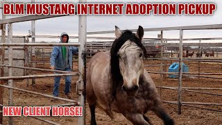 BLM MUSTANG ADOPTION  New Client Horse [upl. by Stephen881]