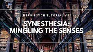 Synesthesia Mingling the Senses Intro Psych Tutorial 54 [upl. by Hagep]