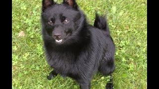 SchipperkeDog having fun [upl. by Macrae]