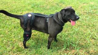 Orthodog Cruciate Care Knee Brace Review [upl. by Abra565]