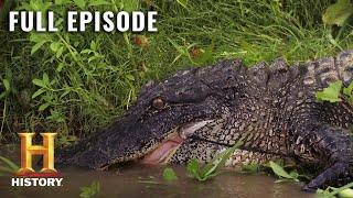 Swamp People GATOR INVASION THREATENS ALL S10 E1  Full Episode  History [upl. by Eisaj257]