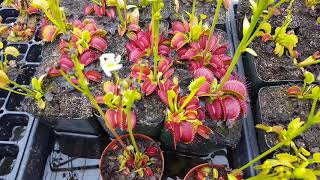 The Ultimate Venus Flytrap Care And Info Guide [upl. by Yleen]