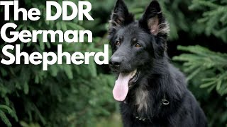 DDR German Shepherd Everything You Need to Know [upl. by Phoebe413]