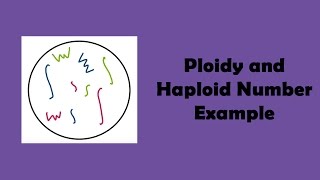 Ploidy and Haploid Number Example [upl. by Sirah]