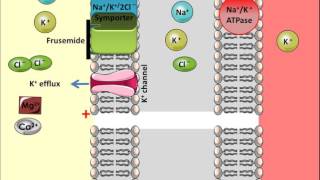 Frusemide  Mechanism of Action [upl. by Wernsman]