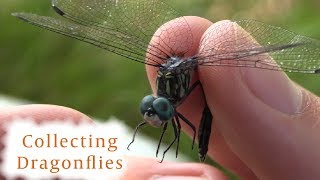 How to Collect Dragonflies [upl. by Annawyt789]