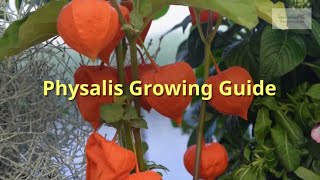 Physalis Growing Guide Chinese lanterns by GardenersHQ [upl. by Aisiram]