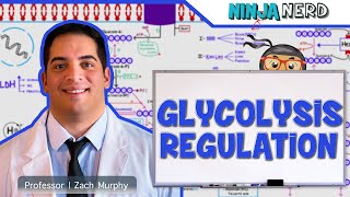 Metabolism  Regulation of Glycolysis [upl. by Eittah]