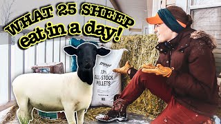 WHAT DO 25 SHEEP EAT IN A DAY and  how much does it cost [upl. by Sherourd]