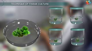 Tissue Culture [upl. by Lisk]