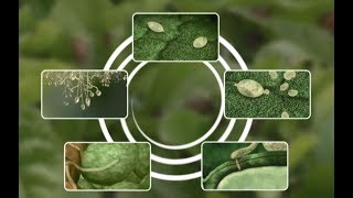 See how Potato Late Blight develops [upl. by Iiette]