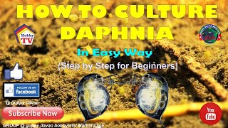 HOW TO CULTURE DAPHNIA In Easy Way [upl. by Lodnar152]