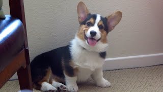 SMILING DOG  the Happiest Corgi Puppy [upl. by Esinrahc]