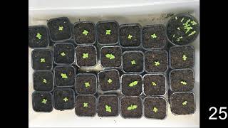 How to germinate Paulownia tree from seeds [upl. by Nairod]