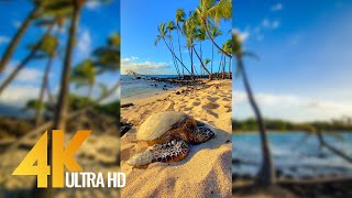 Vertical 4K Nature Film with Music  The Beauty of Big Islands Nature Hawaii [upl. by Etienne]