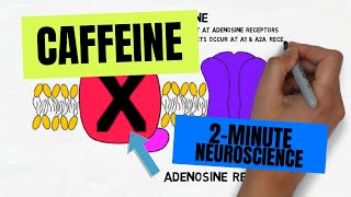 2Minute Neuroscience Caffeine [upl. by Naujuj]