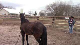 Wild Mustang Gentling  1st Day [upl. by Jules]