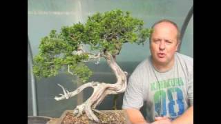 Creating Bonsai Trees  Yamadori [upl. by Chrysa]