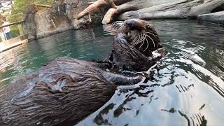 Sea Otter Eats A Sea Urchin [upl. by Eudo73]