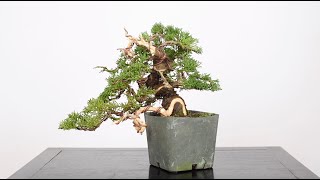 Shohin Juniper Bonsai from Cuttings Part 2  BonsaiU [upl. by Anahsat]