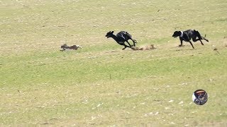 Galgos y liebres temporada 2017  Greyhounds vs Hares [upl. by Kcirdec847]