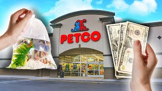 Top 5 Petco Fish I Would Buy [upl. by Leanatan]