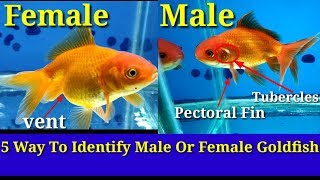 5 Way To Identify Male Or Female Goldfish [upl. by Leehar]