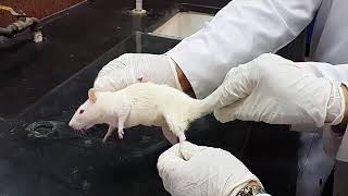 Intramuscular IM Injection in rats Prof Sawsan AboulFotouh [upl. by Ennybor]