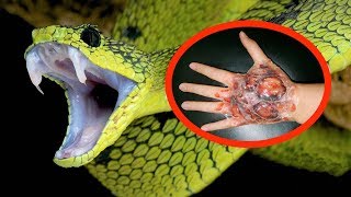 THE MOST VENOMOUS SNAKES In The World [upl. by Newg]