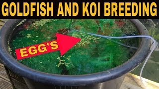 Breeding Goldfish And Koi in your Pond Part One [upl. by Malory]