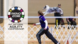 AKC 2018 National Agility Championship [upl. by On]