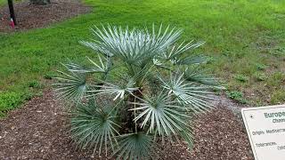 Chamaerops humilis quotceriferaquot  The Silver Mediterranean Fan Palm from Morocco [upl. by Earleen430]