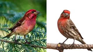 House Finch or Purple Finch [upl. by Kokoruda]