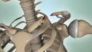 Shoulder Fractures  DePuy Videos [upl. by Rhys]