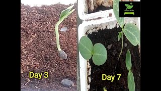 Grow loofah plant from seeds loofah seed germination [upl. by Alphonsine]