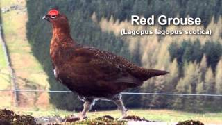 Grouse  Red Grouse Bird Call and Pictures for Teaching BIRDSONG [upl. by Hannavas]