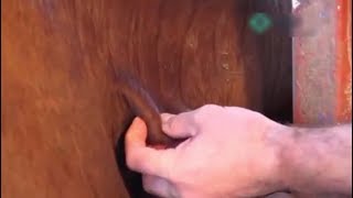 sc injection technique in cattle [upl. by Alcot]