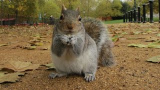 Squirrels amp Sparrows  Exhilarating Video For Cats To Watch [upl. by Esiuqcaj]