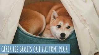 DÉSENSIBILISER TON CHIEN AUX BRUITS QUI LUI FONT PEUR [upl. by Nyrtak]